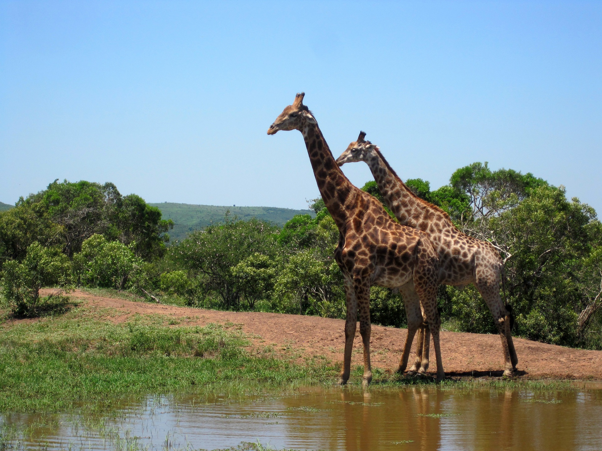 Žirafa,  Gyvūnas,  Raštuotas,  Patinas,  Suaugęs,  Jaunas Suaugusiesiems,  Baseinas,  Vanduo,  Žaidimas,  Afrika