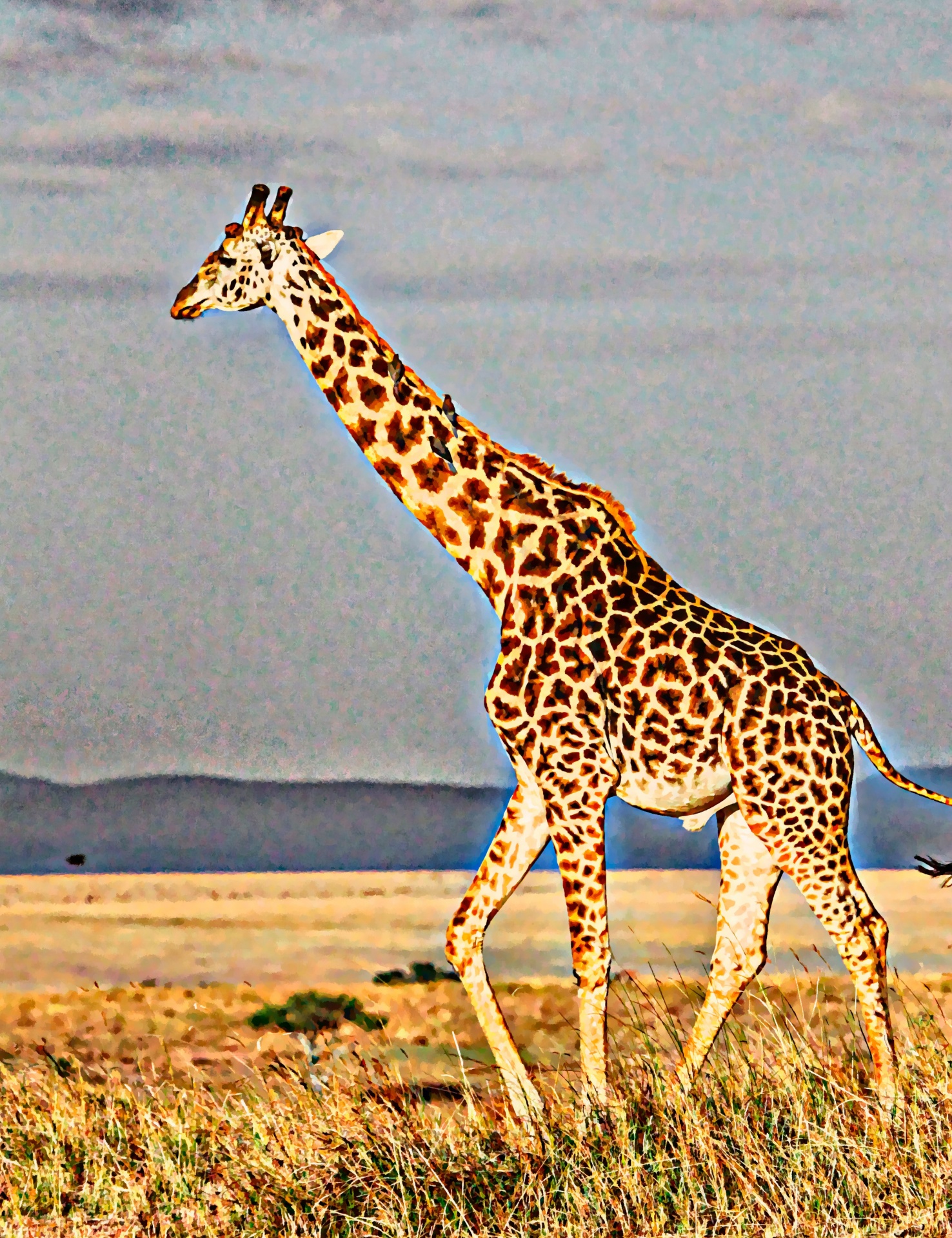 Žirafa,  Gyvūnas,  Laukiniai,  Dažymas,  Kaklas,  Ilgai,  Ilgi & Nbsp,  Kojos,  Aukštas,  Džiunglės