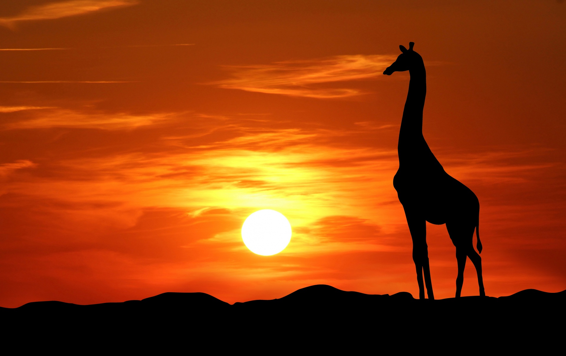 Žirafa,  Saulėlydis,  Siluetas,  Gyvūnas,  Naktis,  Gamta,  Dangus,  Oranžinė,  Raudona,  Gražus