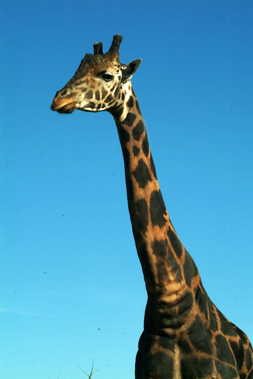 Žirafa, Laukinis Gyvūnas, Afrika, Nemokamos Nuotraukos,  Nemokama Licenzija