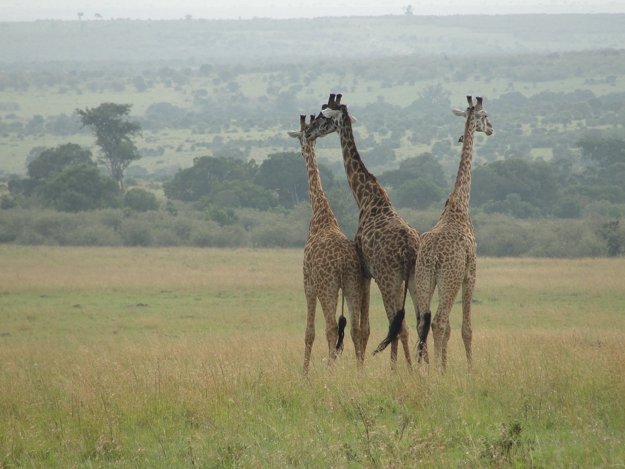 Žirafos, Rytų Afrika, Gyvūnų Pasaulis, Nemokamos Nuotraukos,  Nemokama Licenzija