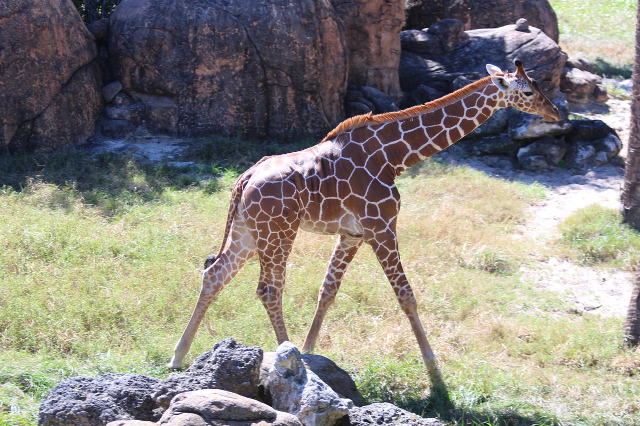 Žirafos, Kūdikių Gyvūnai, Gyvūnai, Nemokamos Nuotraukos,  Nemokama Licenzija