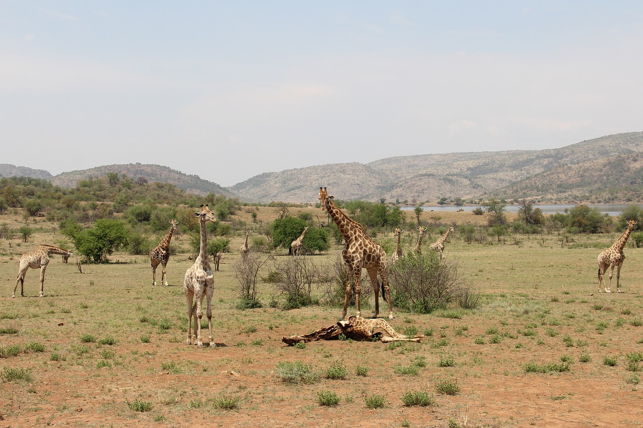 Žirafos, Įdomus, Nuotykis, Safari, Vaizdingas, Gražus, Įdomus, Saulės Miestas, Pilanesbergo Žaidimų Rezervas, Johanesburgas