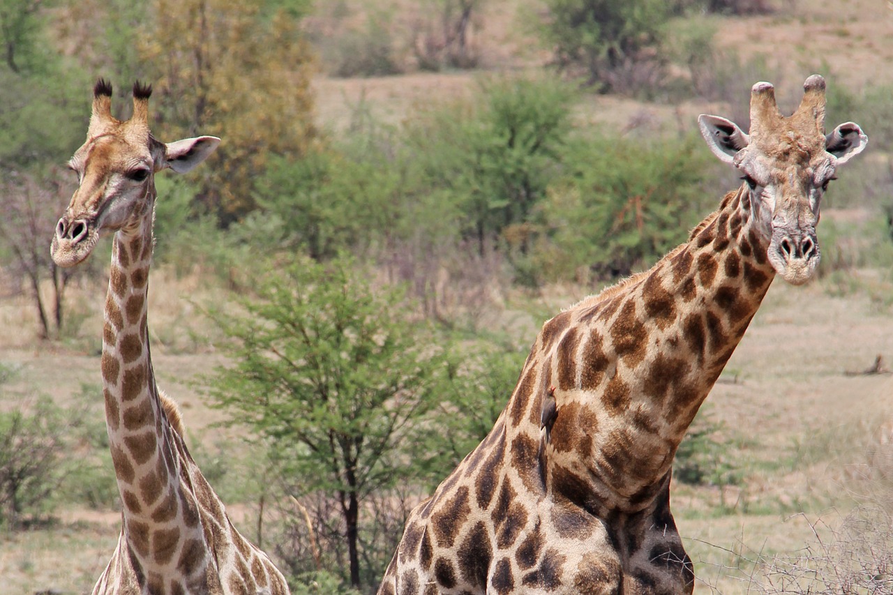 Žirafos, Įdomus, Nuotykis, Safari, Vaizdingas, Gražus, Įdomus, Saulės Miestas, Pilanesbergo Žaidimų Rezervas, Johanesburgas