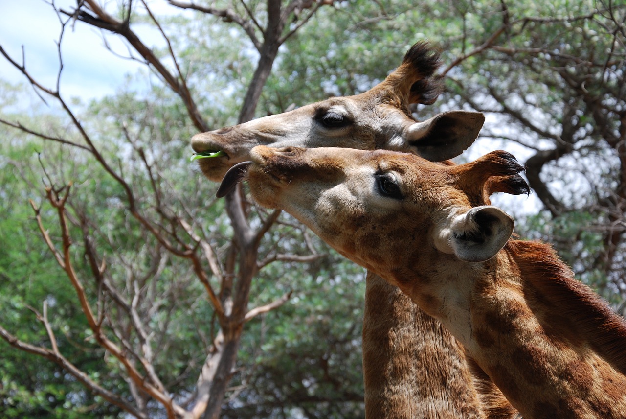 Žirafos, Gyvūnai, Galvos, Aukštas, Pietų Afrika, Valgymas, Žinduoliai, Ruda, Afrikos, Laukinė Gamta