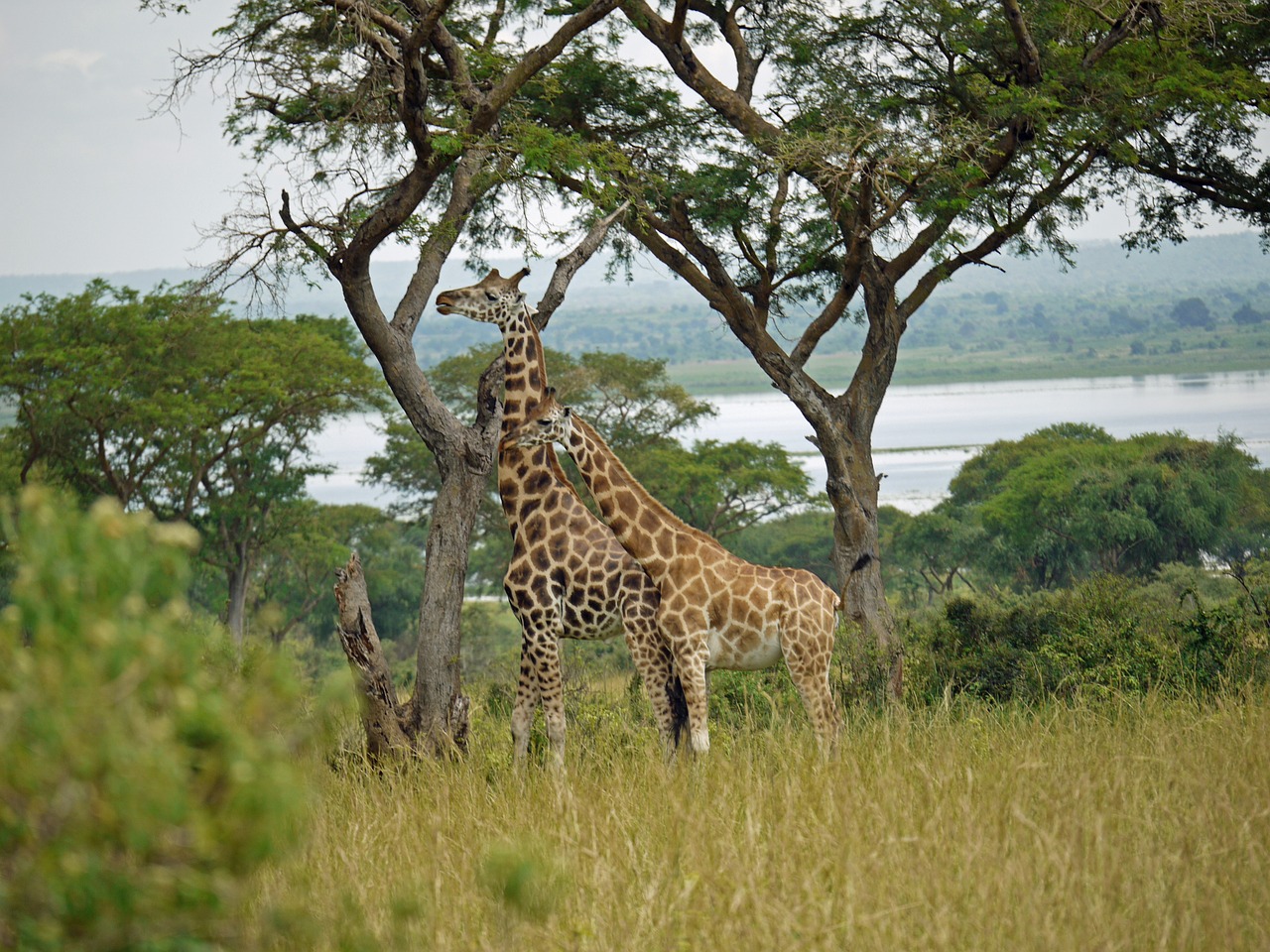Žirafos, Roščildo Žirafos, Uganda, Pora, Laukinis Gyvūnas, Afrika, Nacionalinis Parkas, Savana, Gyvūnai, Vyrai