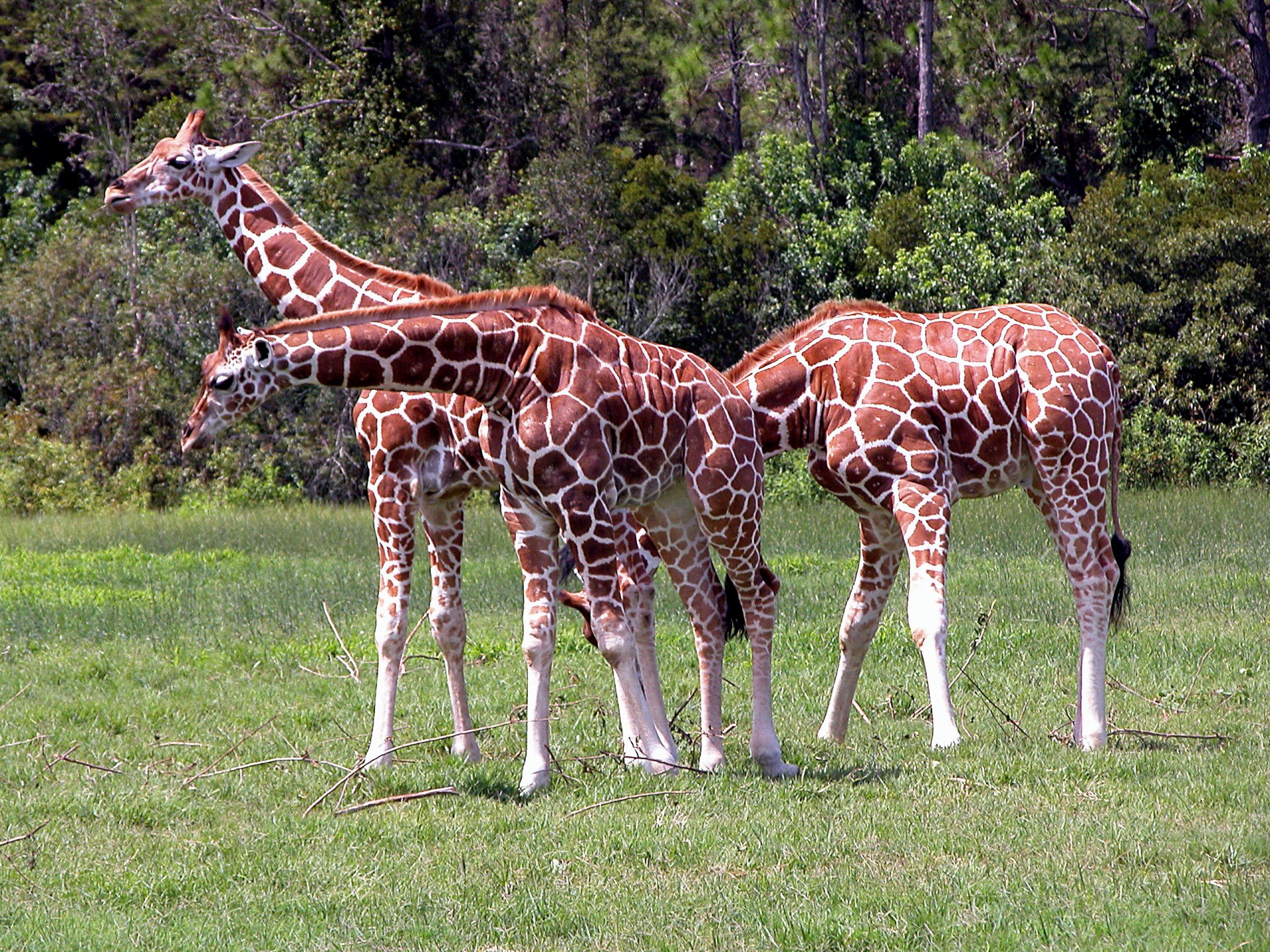 Žirafa,  Gyvūnai,  Laukinė Gamta,  Laukinės Gamtos & Nbsp,  Rezervas,  Afrika,  Zoologijos Sodas,  Aukštas,  Žirafos, Nemokamos Nuotraukos