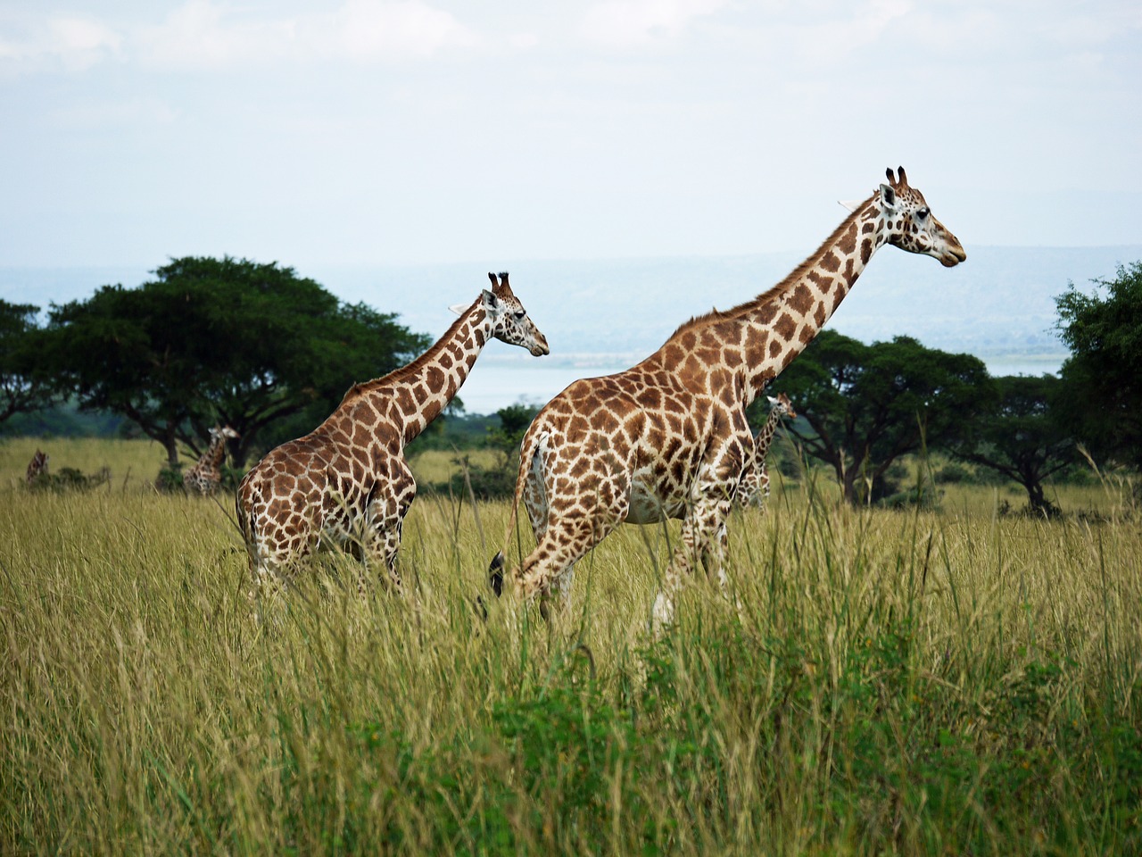 Žirafos, Roščildo Žirafos, Uganda, Savana, Jaunas Gyvūnas, Žirafa Moterys, Laukinis Gyvūnas, Afrika, Karvė, Nacionalinis Parkas