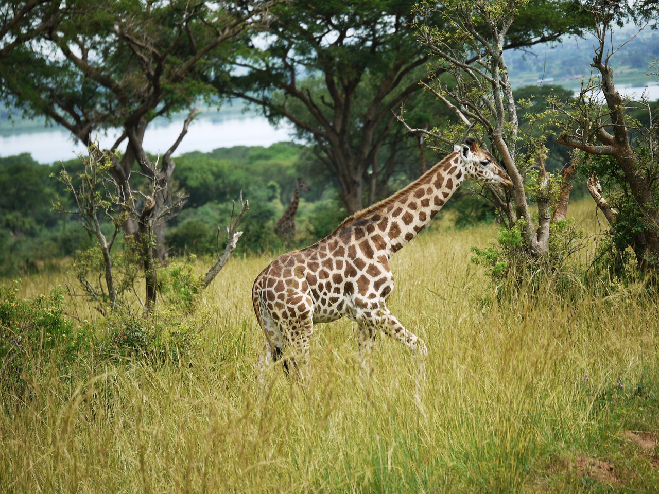 Žirafos, Uganda, Savana, Jaunas Gyvūnas, Roščildas-Žirafa, Laukinis Gyvūnas, Afrika, Nacionalinis Parkas, Laukinė Gamta, Safari