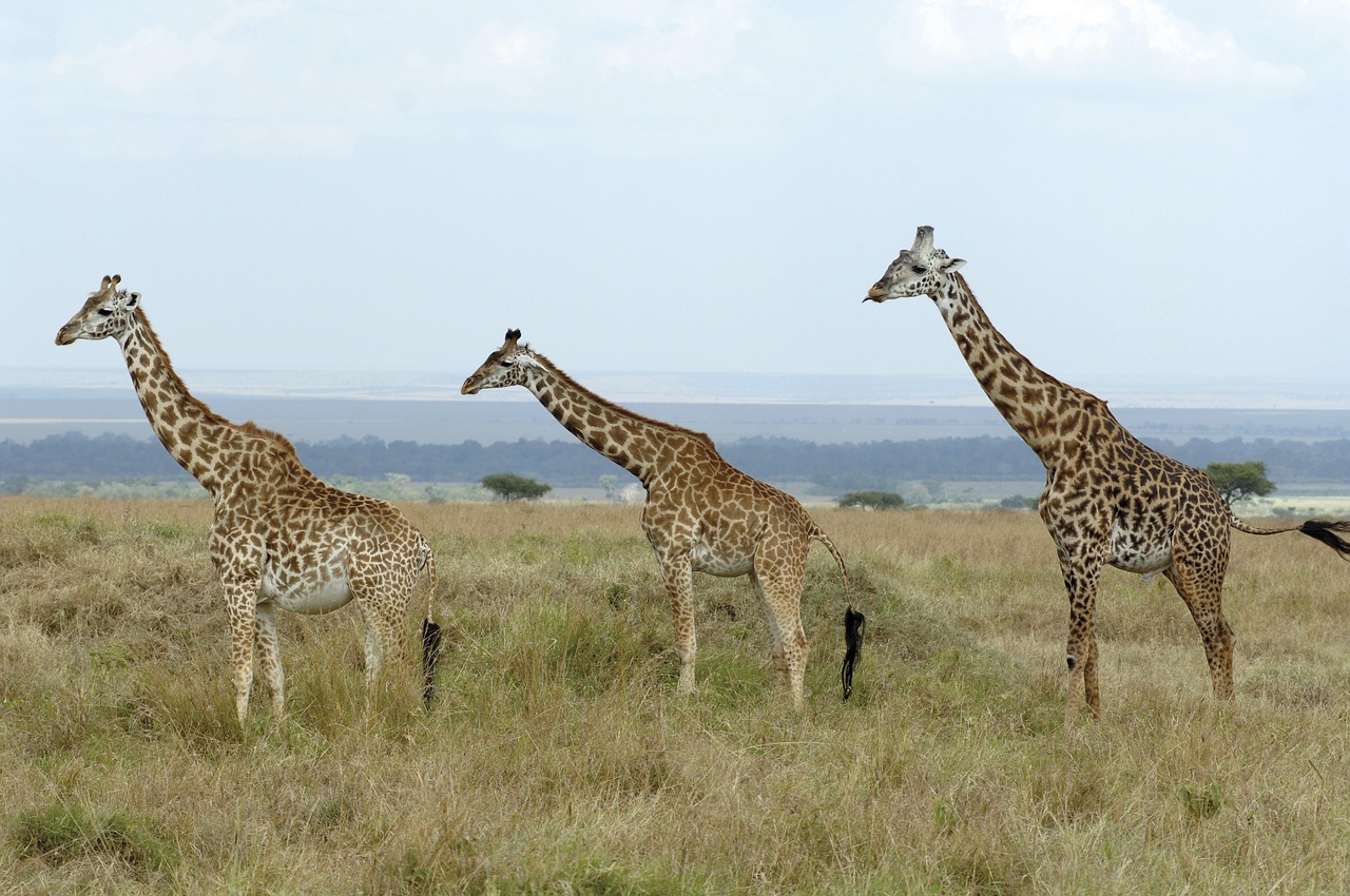Žirafos, Savana, Kenya, Nemokamos Nuotraukos,  Nemokama Licenzija