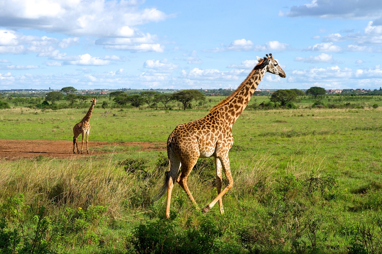 Žirafos, Laukinė Gamta, Bėgimas, Gamta, Laukiniai, Lauke, Paprastas, Žinduolis, Nairobio Nacionalinis Parkas, Kenya