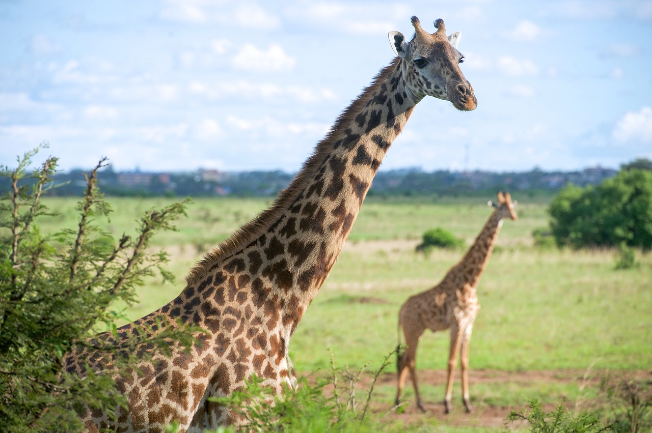 Žirafos, Laukinė Gamta, Iš Arti, Gamta, Laukiniai, Lauke, Paprastas, Žinduolis, Nairobio Nacionalinis Parkas, Kenya