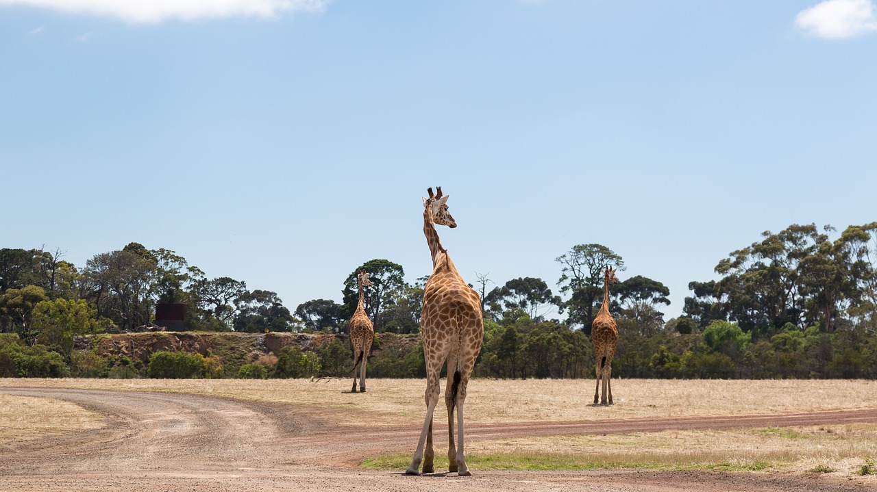 Žirafos, Werribee Zoologijos Sodas, Melburnas, Nemokamos Nuotraukos,  Nemokama Licenzija