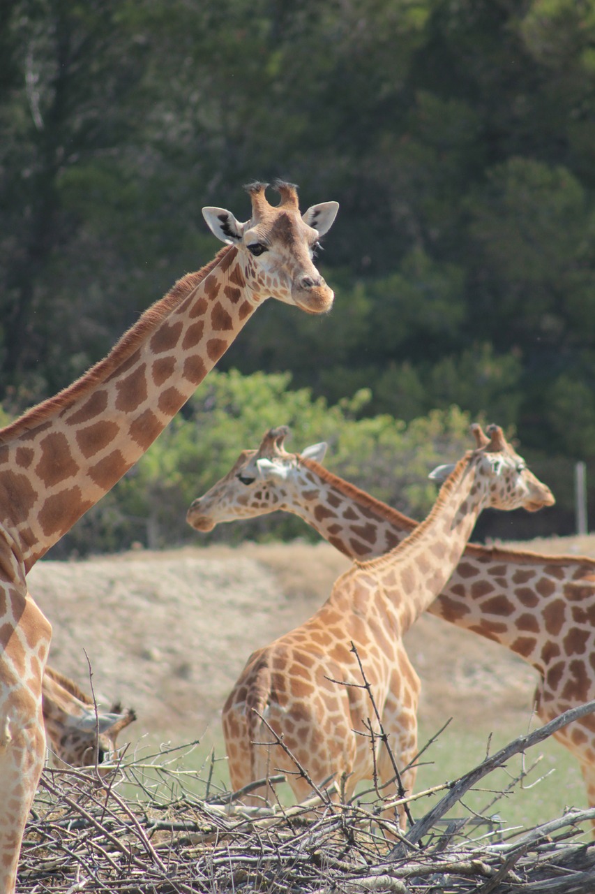 Žirafos, Rezervas, Afrika, Nemokamos Nuotraukos,  Nemokama Licenzija