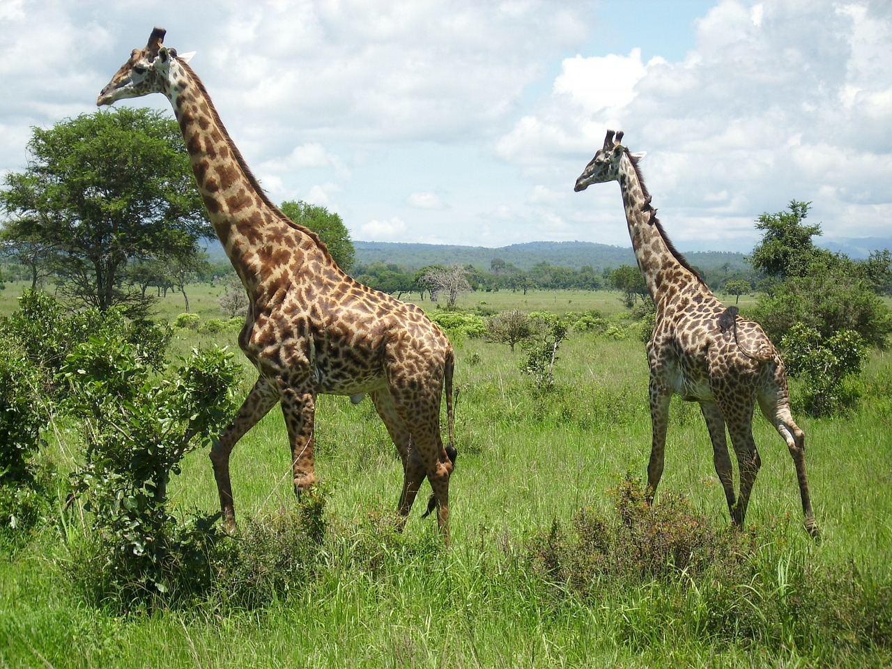 Žirafos, Afrika, Mikumi, Žirafa, Nacionalinis Parkas, Dykuma, Nemokamos Nuotraukos,  Nemokama Licenzija
