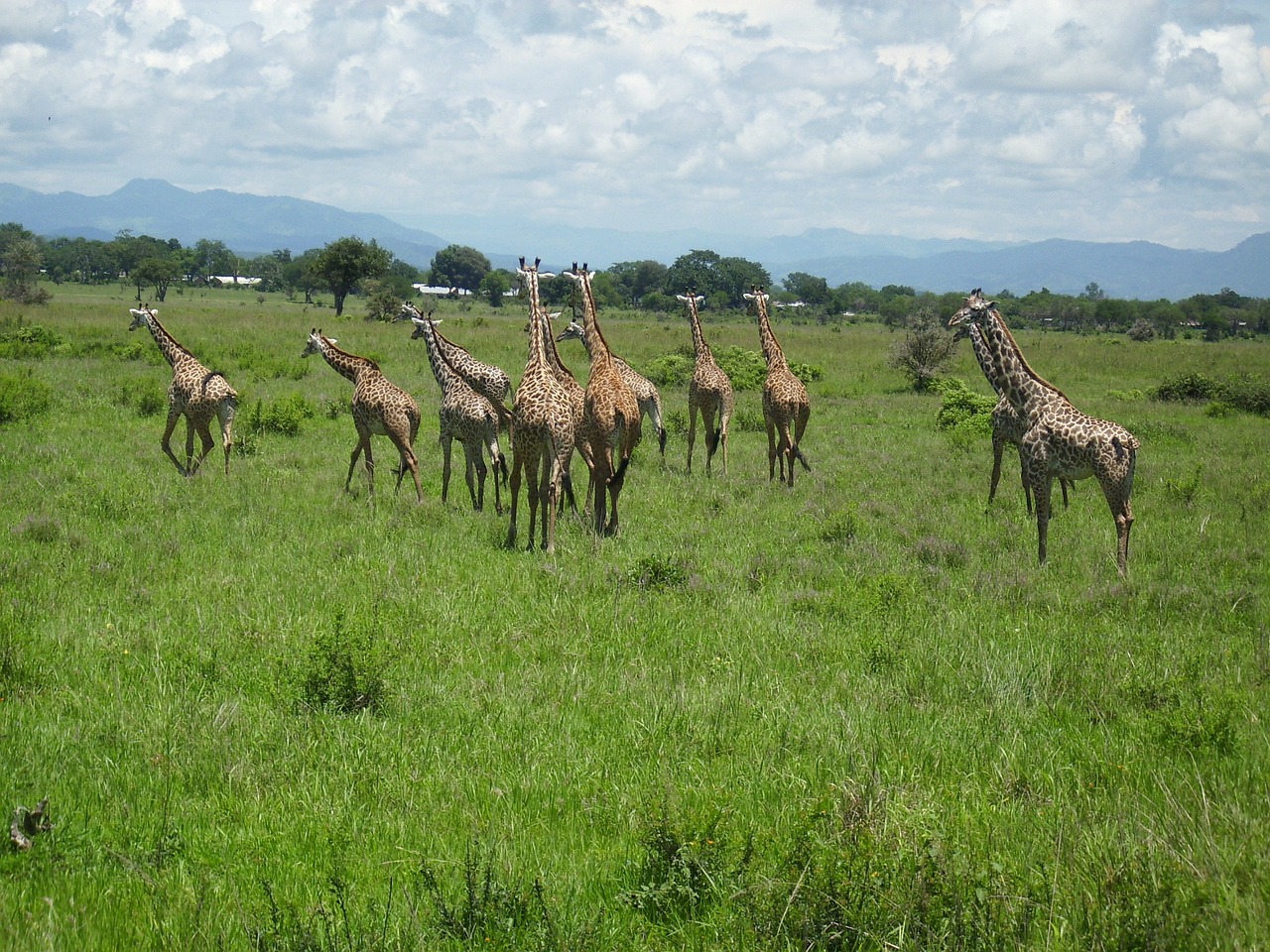 Žirafos, Afrika, Mikumi, Nacionalinis Parkas, Dykuma, Nemokamos Nuotraukos,  Nemokama Licenzija