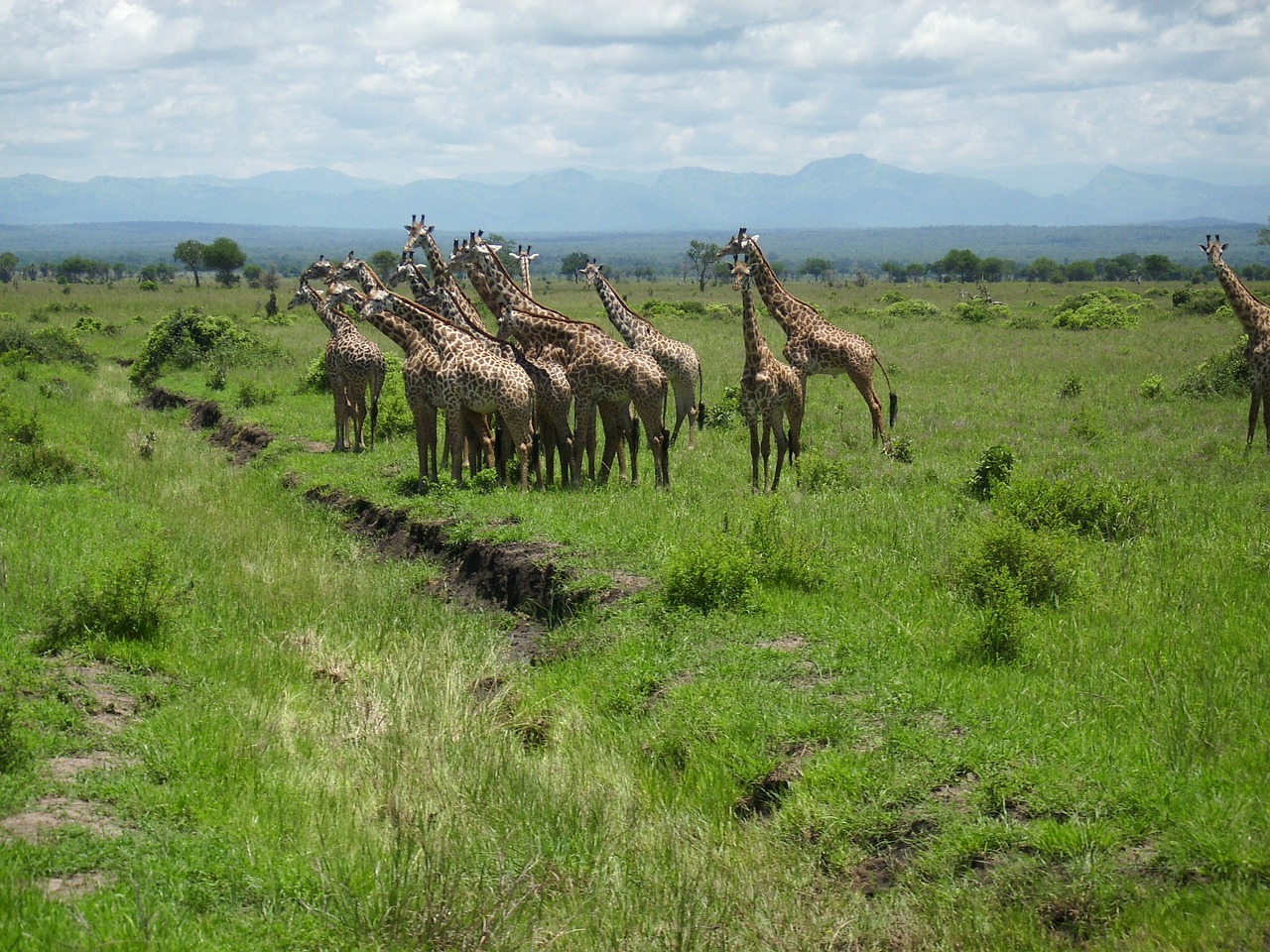 Žirafos, Afrika, Tansnia, Mikumi, Žirafa, Dykuma, Nacionalinis Parkas, Kaimas, Nemokamos Nuotraukos,  Nemokama Licenzija