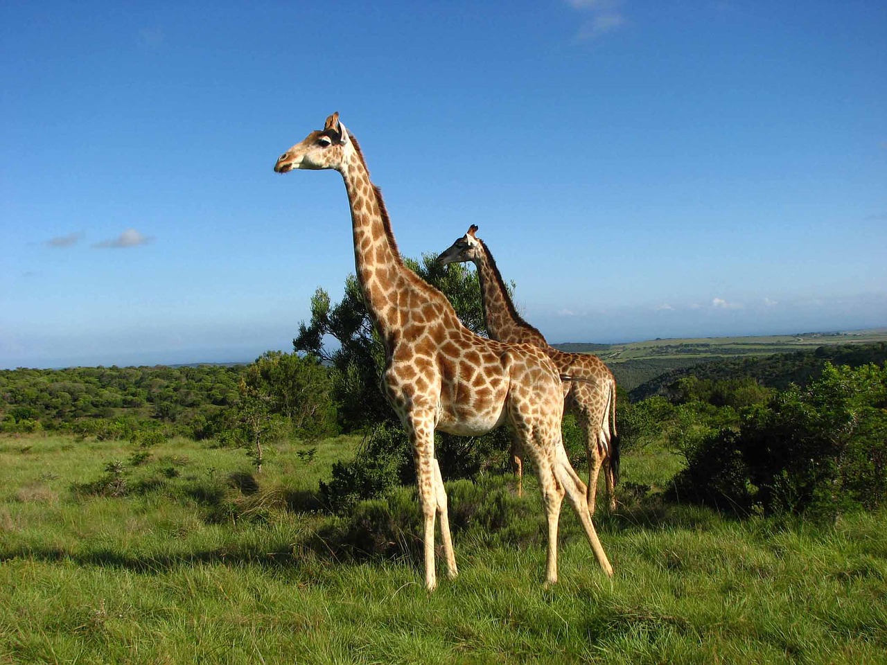 Žirafos, Dangus, Pietų Afrika, Laukinis Gyvūnas, Gyvūnų Pasaulis, Galvos Piešinys, Nacionalinis Parkas, Žinduolis, Pastebėtas, Nemokamos Nuotraukos