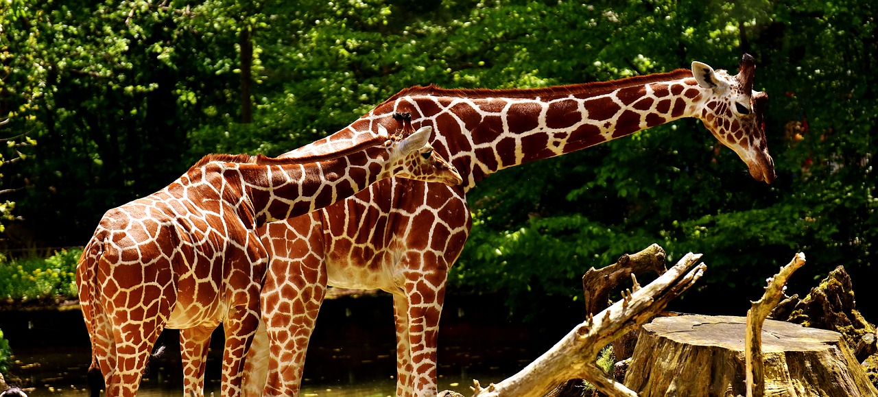 Žirafos, Laukinis Gyvūnas, Dėmės, Ilgai Jibe, Gyvūnai, Afrika, Zoologijos Sodas, Žinduolis, Galva, Gyvūnų Portretas