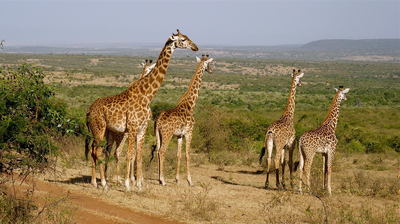 Žirafos, Kenya, Nacionalinis Parkas, Gyvūnų Pasaulis, Safari, Nemokamos Nuotraukos,  Nemokama Licenzija