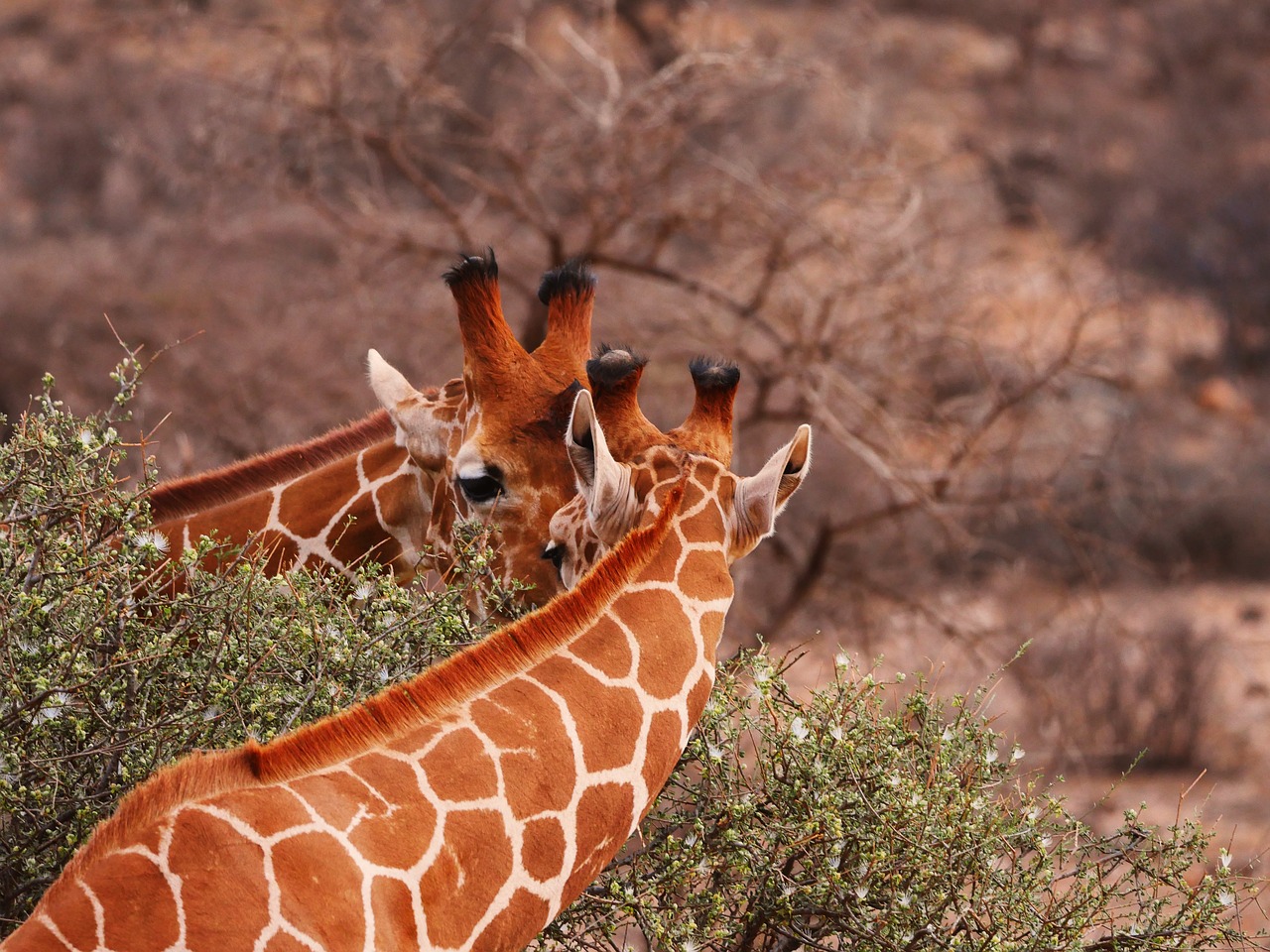 Žirafos, Pora, Kartu, Valgyti, Draugai, Laukinis Gyvūnas, Maistas, Veidrodinis Vaizdas, Safari, Samburu