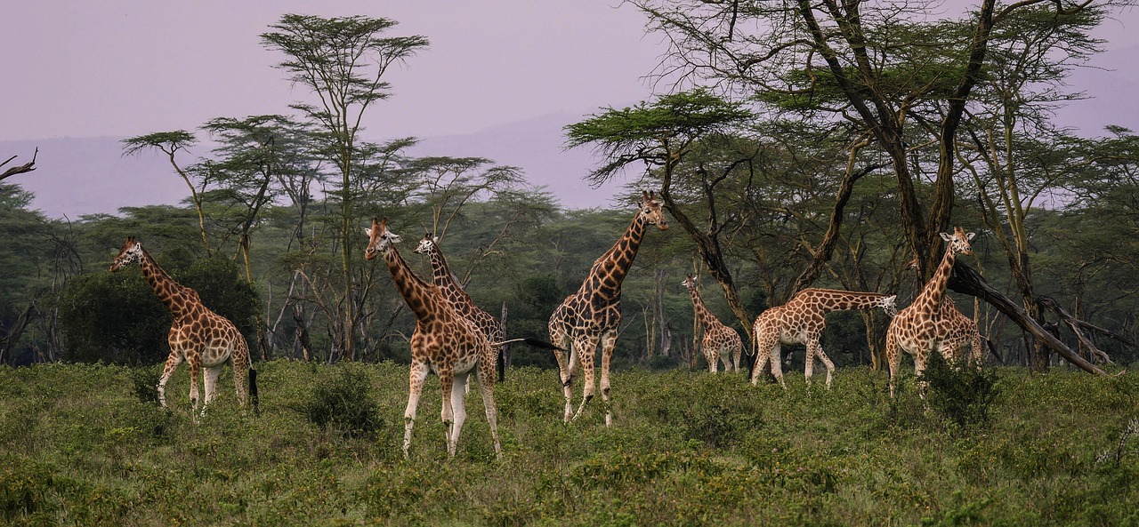 Žirafos, Flock, Savana, Kartu, Valgyti, Draugai, Laukinis Gyvūnas, Maistas, Veidrodinis Vaizdas, Safari