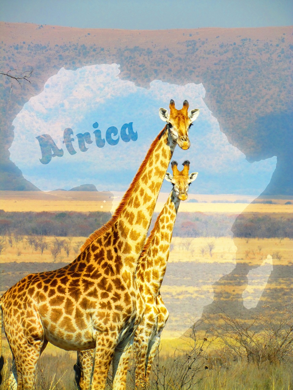 Žirafos, Pietų Afrika, Safari, Afrika, Gamta, Laukinė Gamta, Gyvūnas, Laukiniai, Xor, Sumaišytas