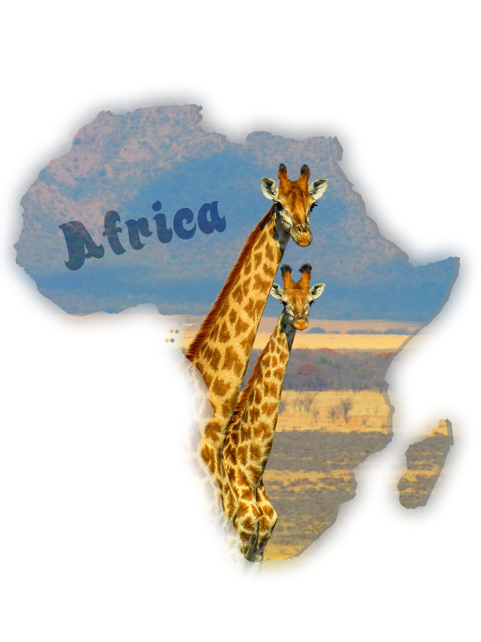 Žirafos, Pietų Afrika, Safari, Afrika, Gamta, Laukinė Gamta, Gyvūnas, Laukiniai, Lipdukas, Iliustracijos