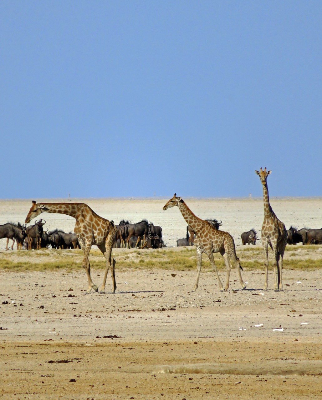 Žirafos, Wildebeest, Afrika, Gyvūnai, Safari, Savana, Dykuma, Etosha, Namibija, Parkas