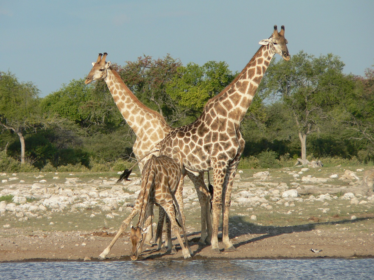 Žirafos, Safari, Namibija, Gerti, Nemokamos Nuotraukos,  Nemokama Licenzija