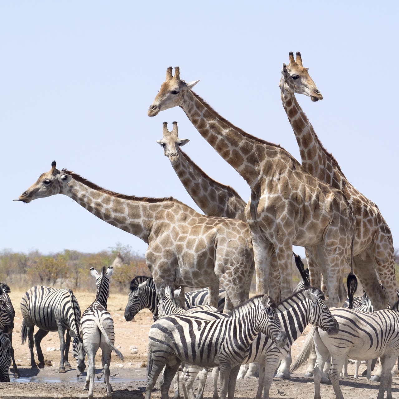 Žirafos, Zebra, Gyvūnai, Nacionalinis Parkas, Namibija, Hluhluwe, Etosha Nacionalinis Parkas, Nemokamos Nuotraukos,  Nemokama Licenzija