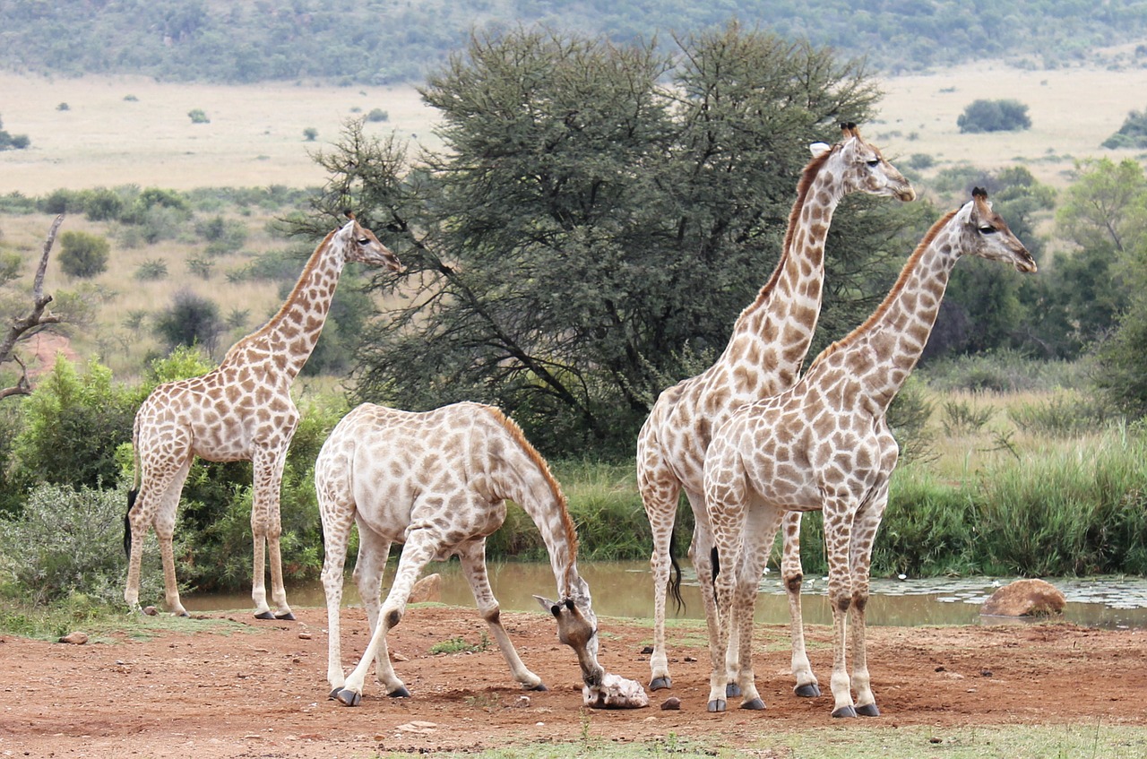 Žirafos, Pietų Afrika, Dykuma, Safari, Žirafa, Afrika, Nacionalinis Parkas, Nemokamos Nuotraukos,  Nemokama Licenzija