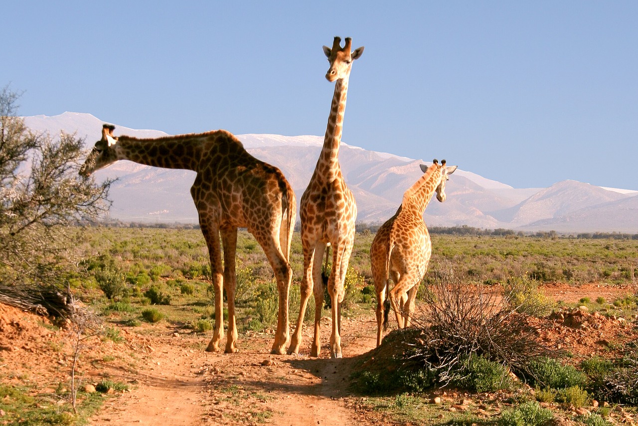 Žirafos,  Pietų Afrika,  Pobūdį,  Gyvūnijos Pasaulyje,  Dykuma,  Laukinis, Nemokamos Nuotraukos,  Nemokama Licenzija