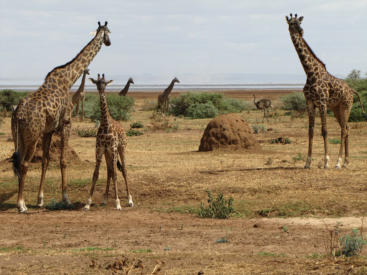 Žirafos, Kūdikis, Tanzanija, Nemokamos Nuotraukos,  Nemokama Licenzija