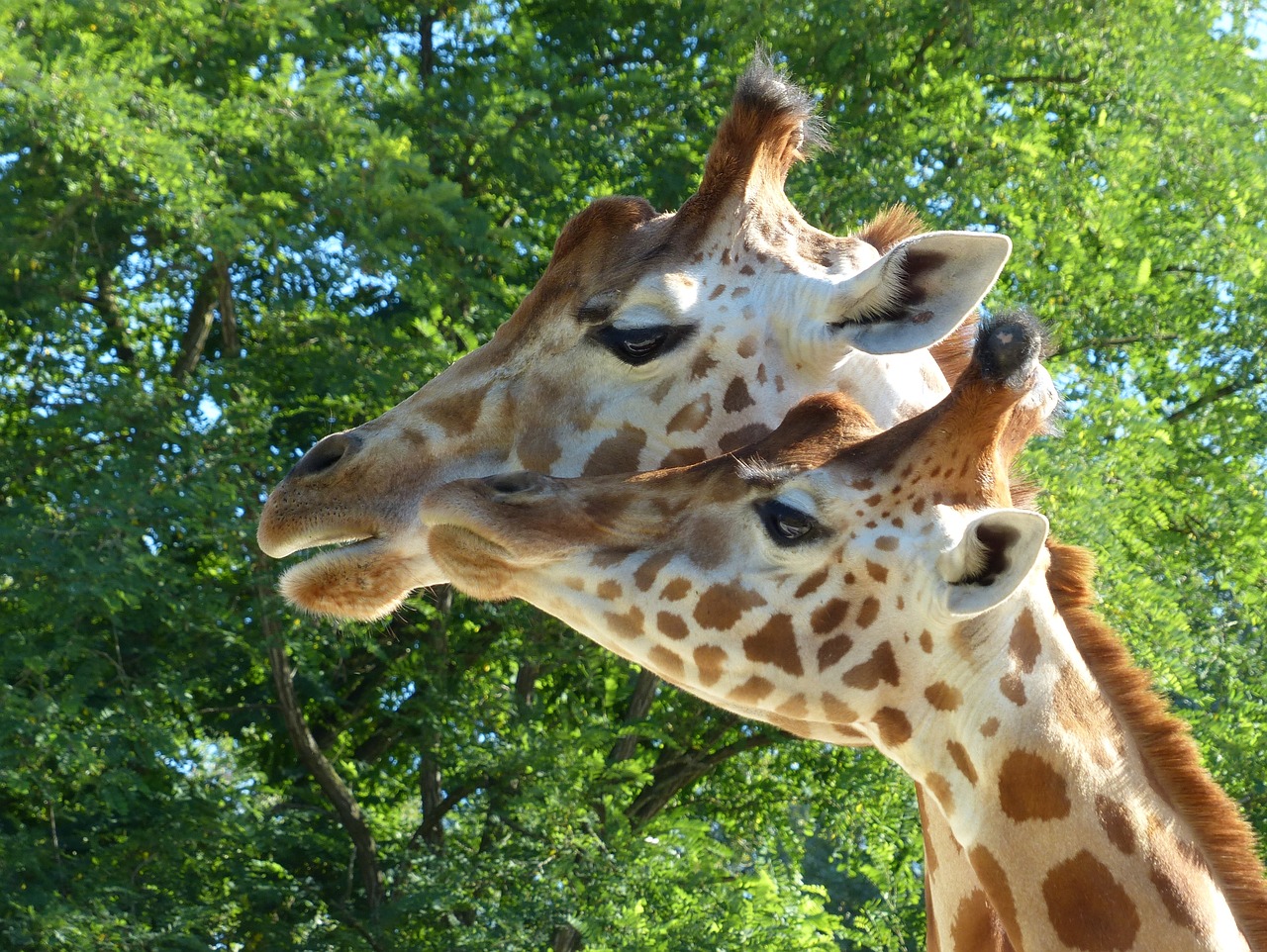 Žirafos,  Zoo,  Žinduolis,  Žolėdis,  Du,  Pobūdį,  Gyvūnai,  Gyvūnas, Nemokamos Nuotraukos,  Nemokama Licenzija