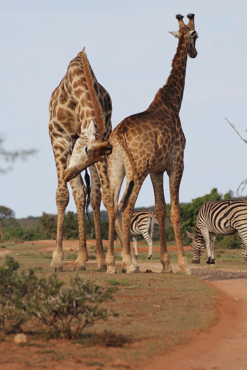 Žirafos,  Du,  Žirafa,  Erzina,  Safari,  Dykuma,  Pietų Afrika,  Ilgai Pajuokti,  Pora, Nemokamos Nuotraukos