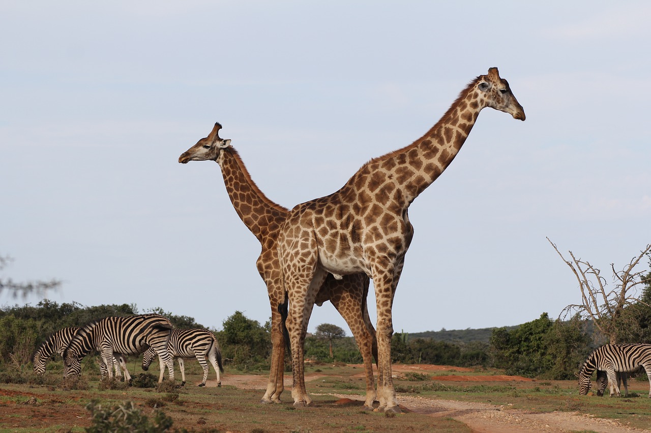 Žirafos,  Pora,  Zebras Banda,  Pietų Afrika,  Safari,  Kirsti,  Ilgai Pajuokti,  Dykuma,  Savannah, Nemokamos Nuotraukos