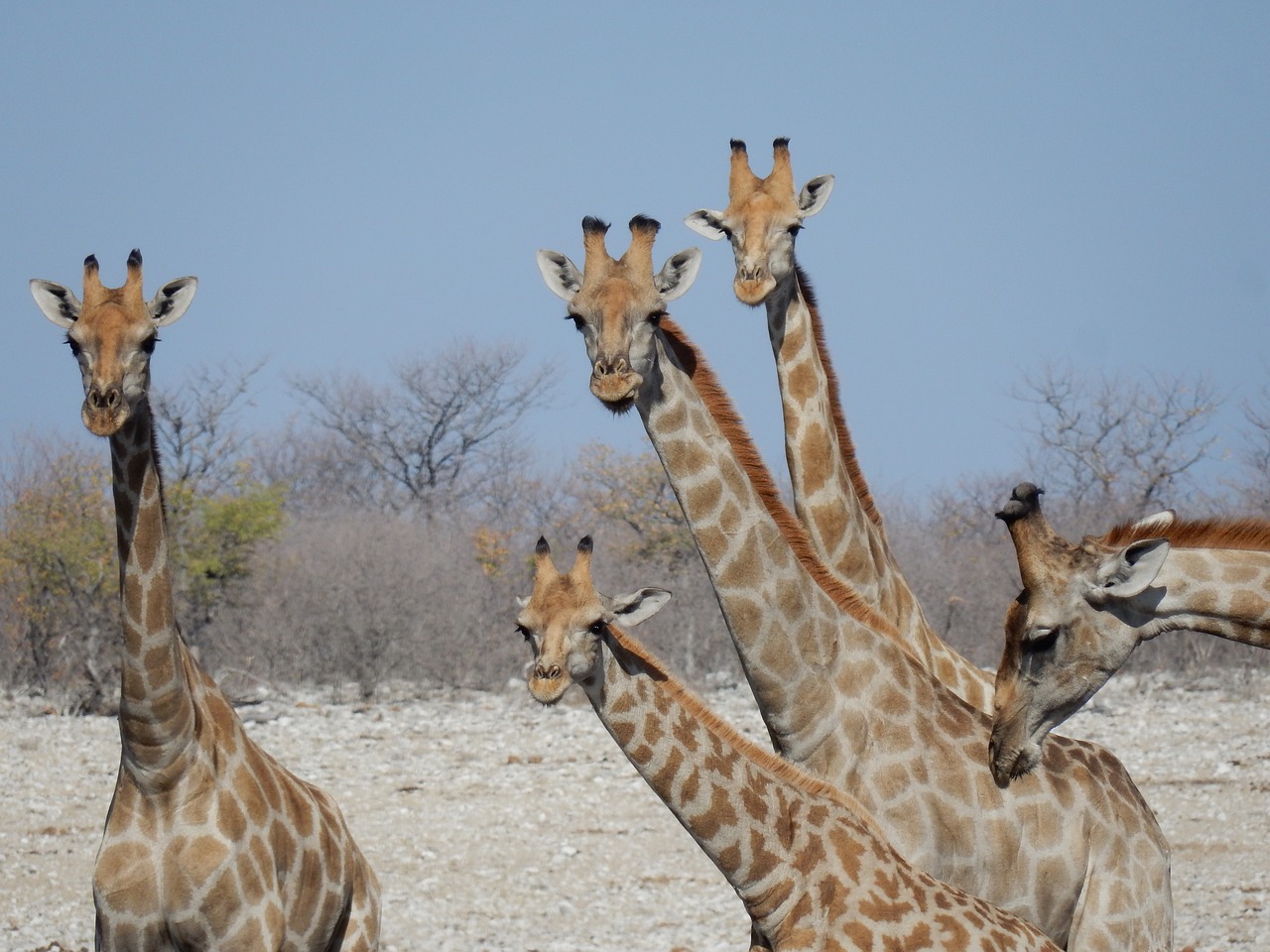 Žirafos,  Etosha Nacionalinis Parkas,  Namibija,  Safari,  Laukiniai Gyvūnai,  Dykuma, Nemokamos Nuotraukos,  Nemokama Licenzija