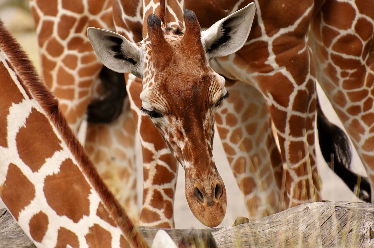 Žirafos,  Laukinis Gyvūnas,  Dėmes,  Ilgai Pajuokti,  Gyvūnai,  Afrikoje,  Zoo,  Žinduolis,  Galva,  Gyvūnų Portretas