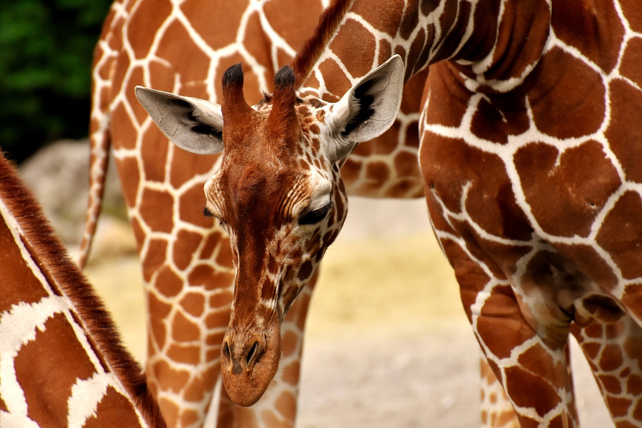 Žirafos,  Laukinis Gyvūnas,  Dėmes,  Ilgai Pajuokti,  Gyvūnai,  Afrikoje,  Zoo,  Žinduolis,  Galva,  Gyvūnų Portretas