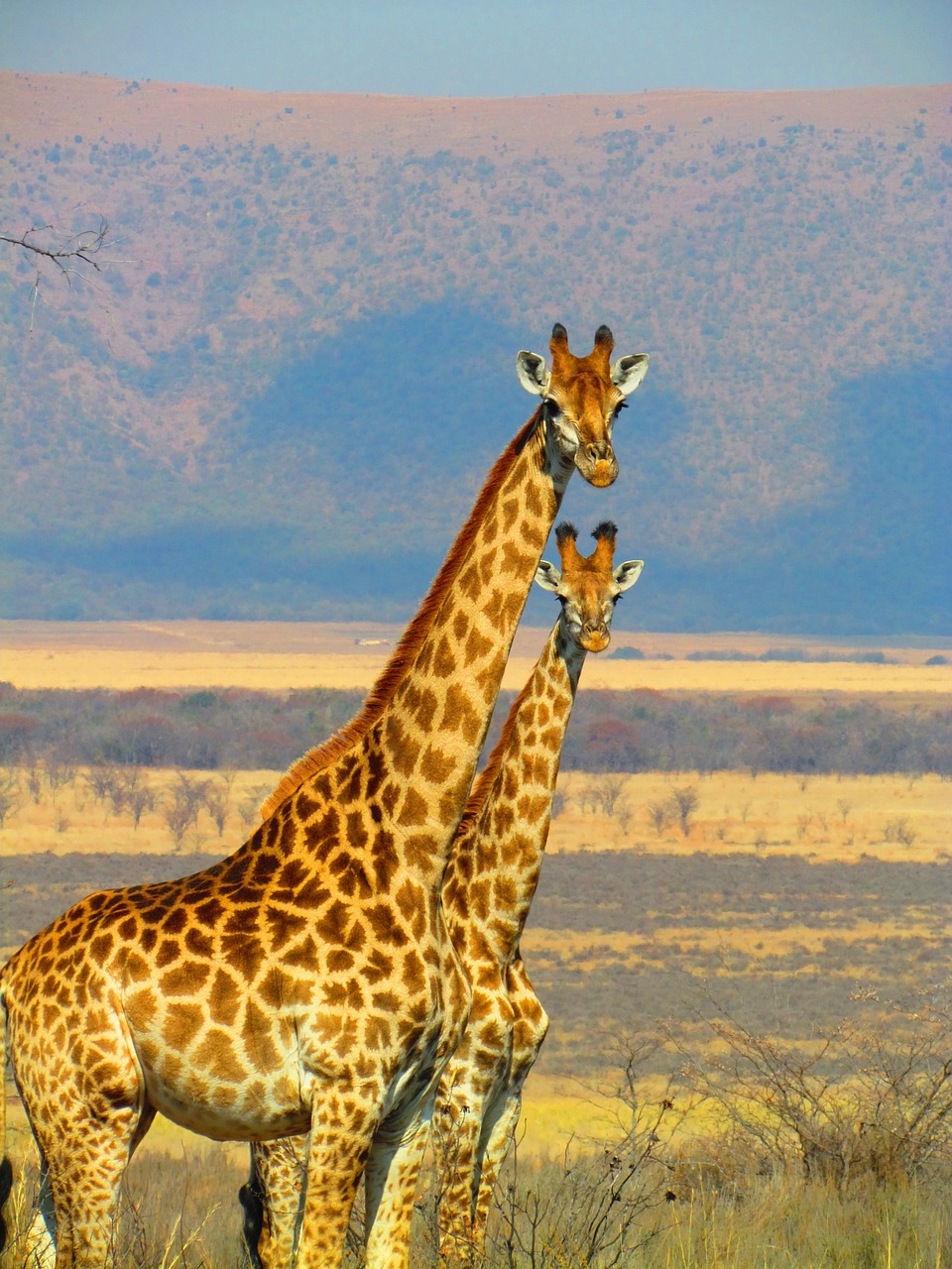 Žirafos, Pietų Afrika, Safari, Afrika, Gamta, Laukinė Gamta, Gyvūnas, Laukiniai, Aukštas, Nemokamos Nuotraukos