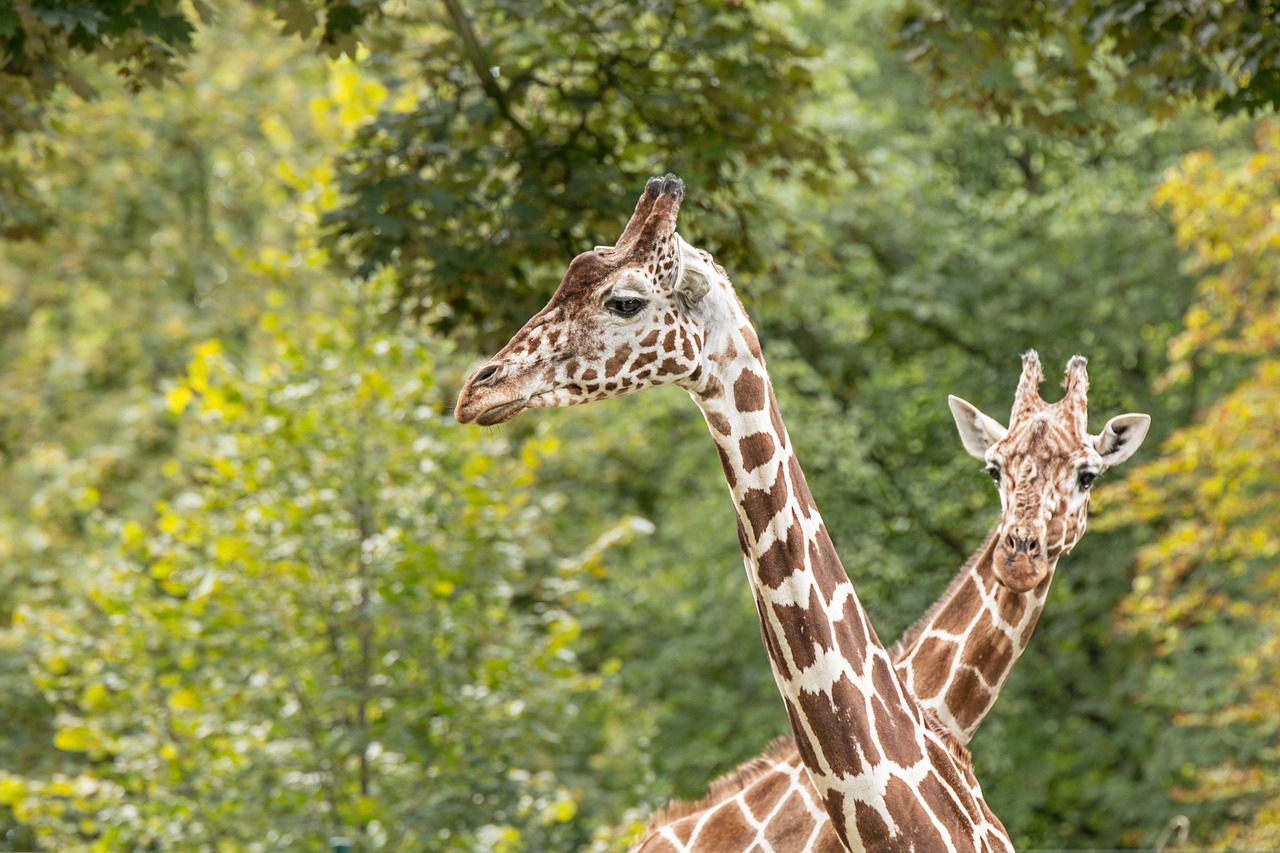Žirafos, Zoologijos Sodas, Safari, Gyvūnas, Žinduolis, Galva, Nacionalinis Parkas, Dykuma, Kenya, Ilgai Jibe