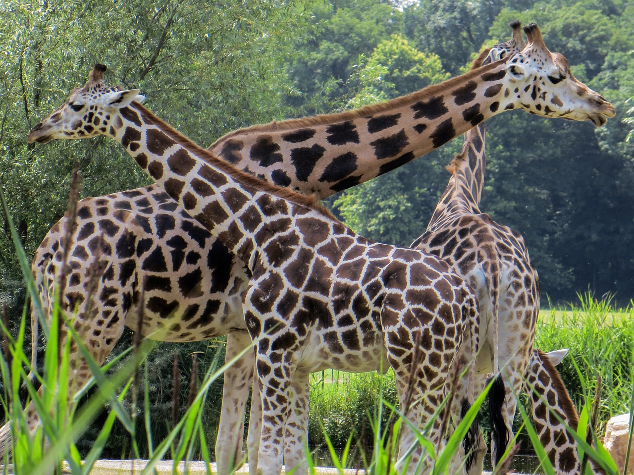 Žirafos, Gyvūnai, Kaklas, Nemokamos Nuotraukos,  Nemokama Licenzija