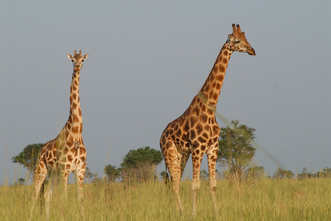 Žirafos, Safari, Uganda, Gyvūnai, Nemokamos Nuotraukos,  Nemokama Licenzija