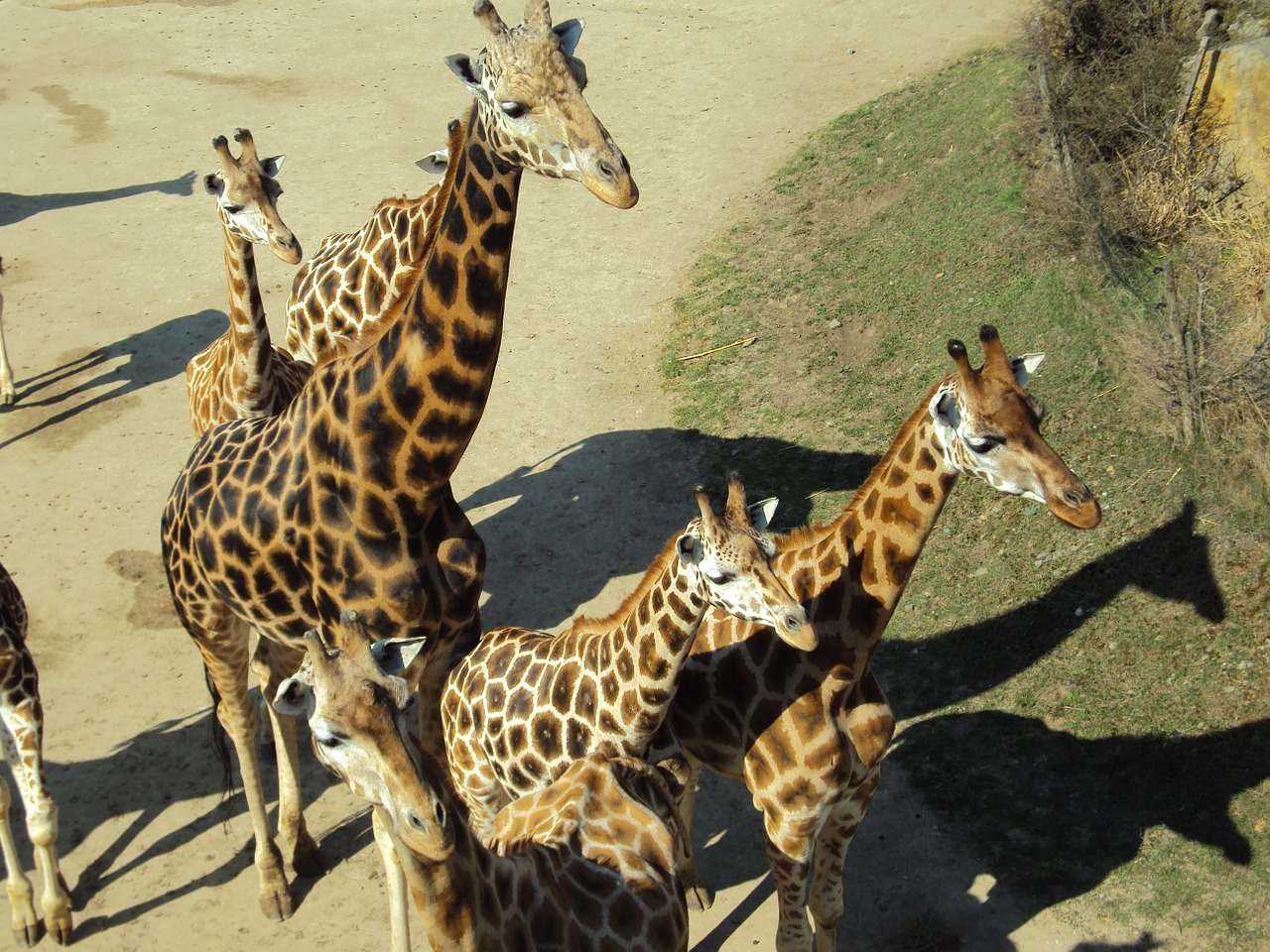 Žirafos, Gyvūnai, Zoologijos Sodas, Nemokamos Nuotraukos,  Nemokama Licenzija