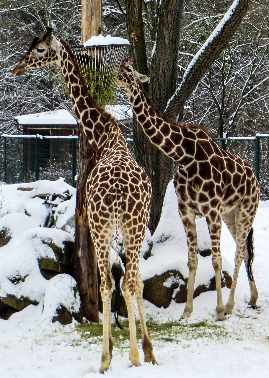 Žirafos, Tiergarten, Žiema, Zoologijos Sodas, Retikuliuotas Žirafas, Sniegas, Nemokamos Nuotraukos,  Nemokama Licenzija