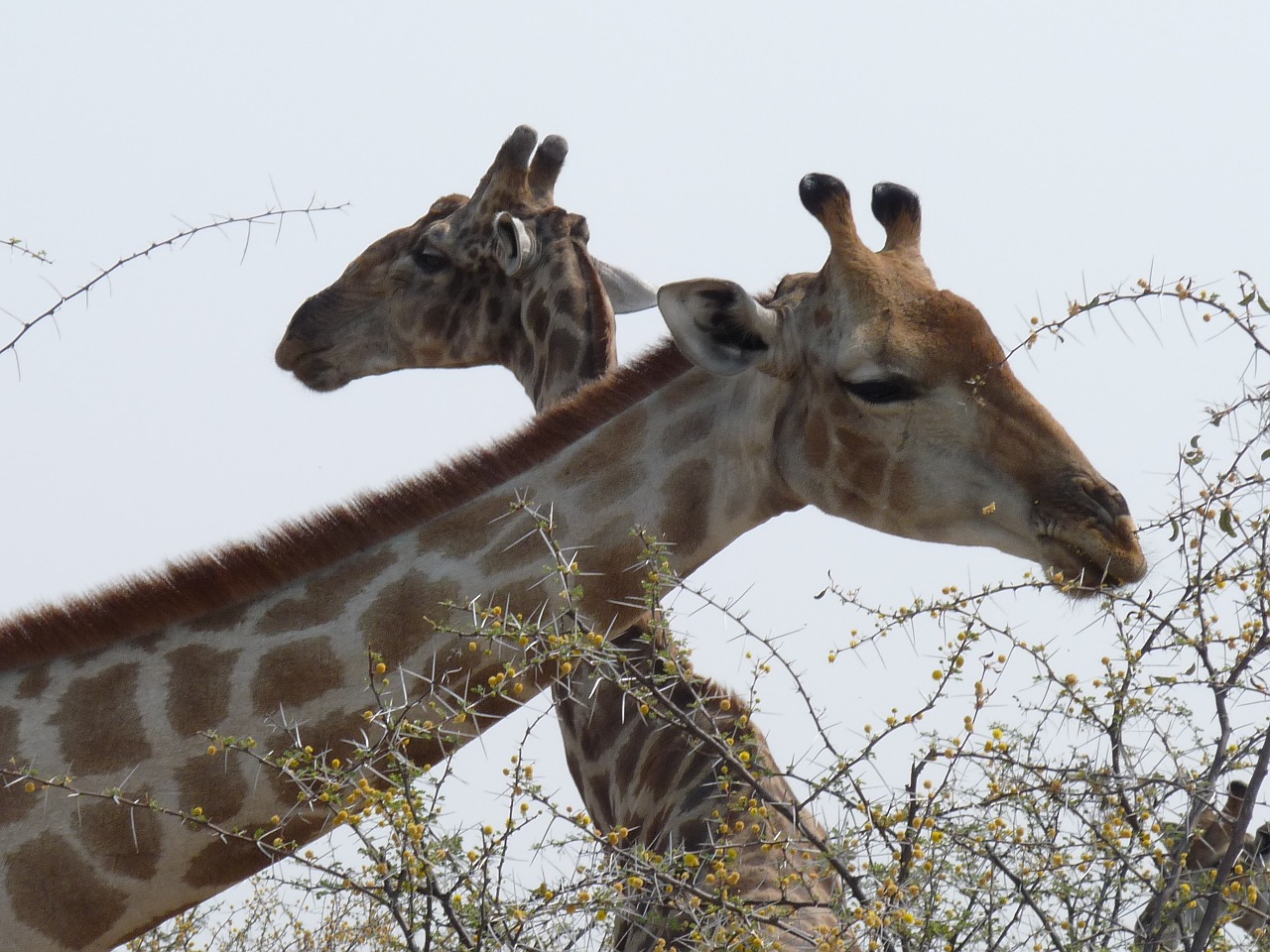 Žirafos,  Etosha,  Namibija, Nemokamos Nuotraukos,  Nemokama Licenzija