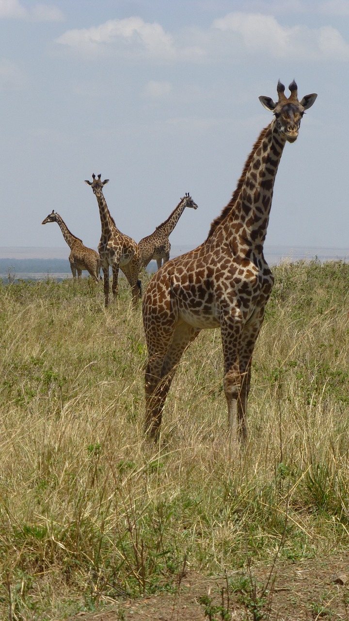 Žirafos,  Afrika,  Safari,  Kenja, Nemokamos Nuotraukos,  Nemokama Licenzija