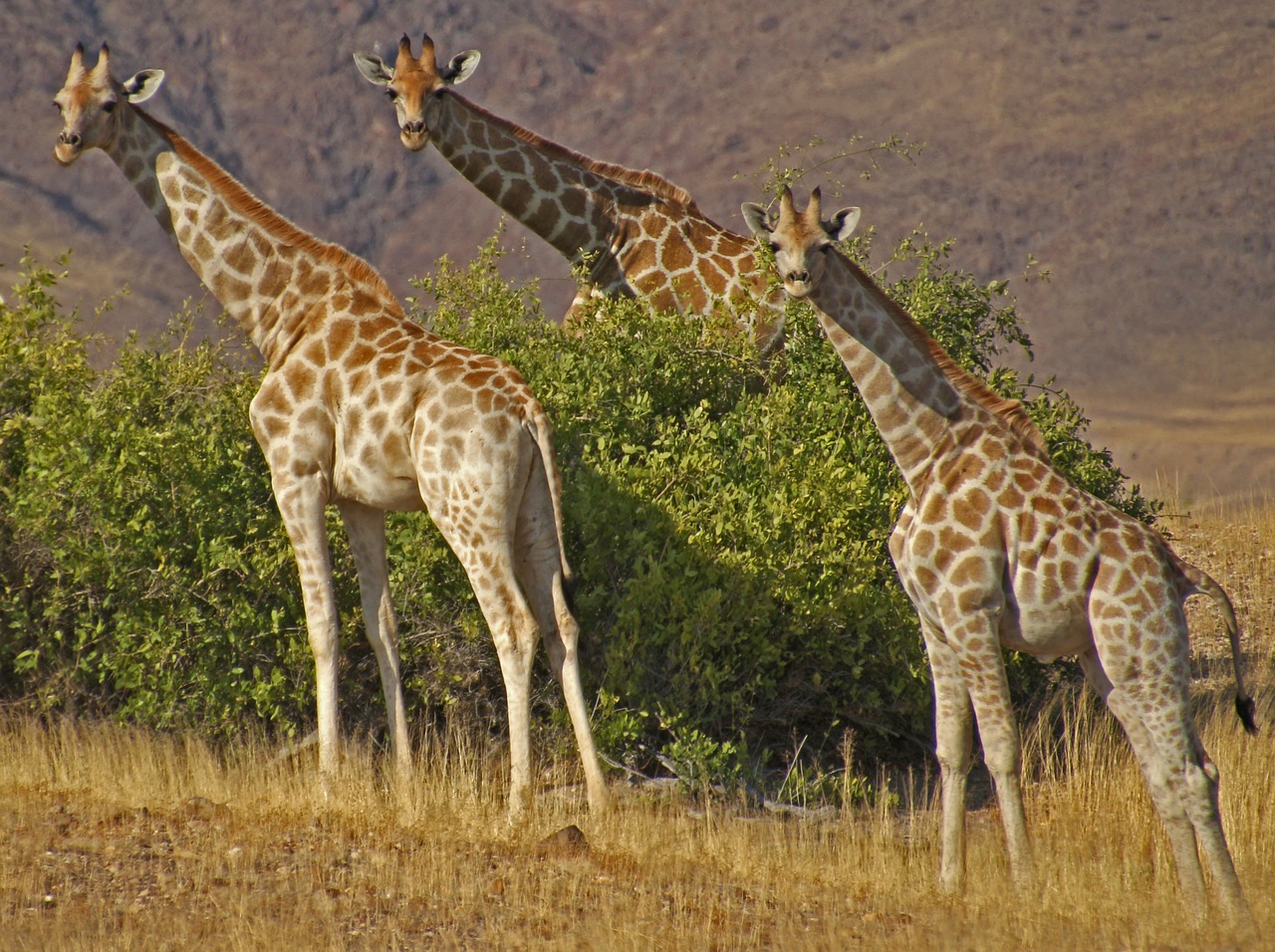 Žirafos, Namibija, Safari, Etosha, Laukiniai, Gyvūnas, Nemokamos Nuotraukos,  Nemokama Licenzija