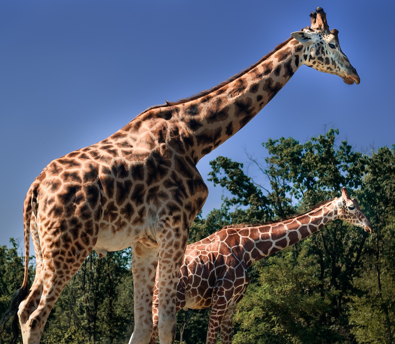 Žirafos, Safari, Varallo Pombias, Nemokamos Nuotraukos,  Nemokama Licenzija